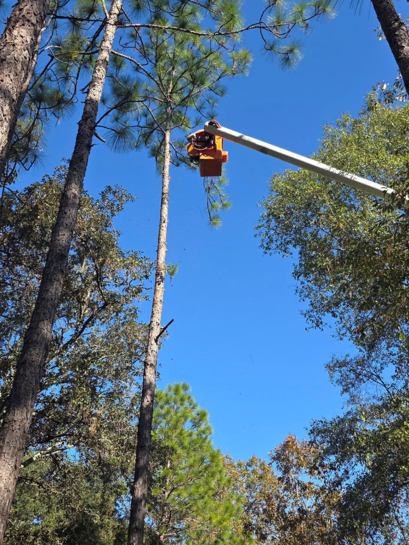 Bucket truck trimming tall pines from above
